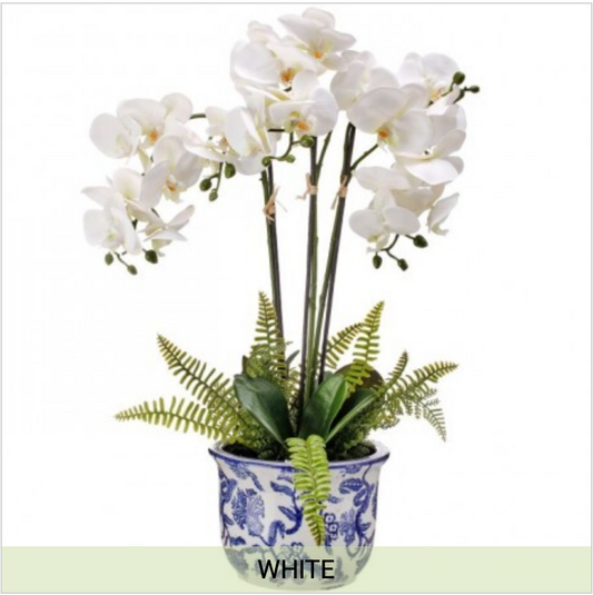 22" TRIPLE PHALAENOPSIS & FERN IN CERAMIC POT