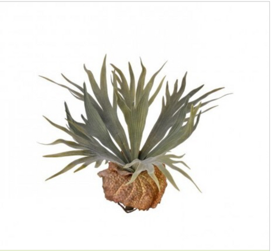FLOCKED STAGHORN PLANT 13"