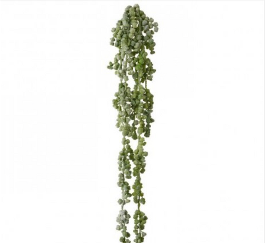SUCCULENT VINE - GRAY GREEN