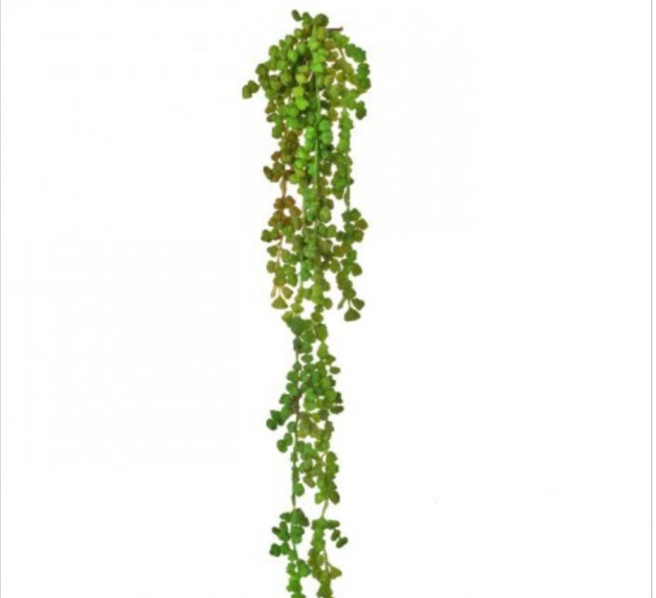 SUCCULENT VINE - GREEN
