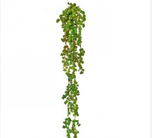 SUCCULENT VINE - GREEN