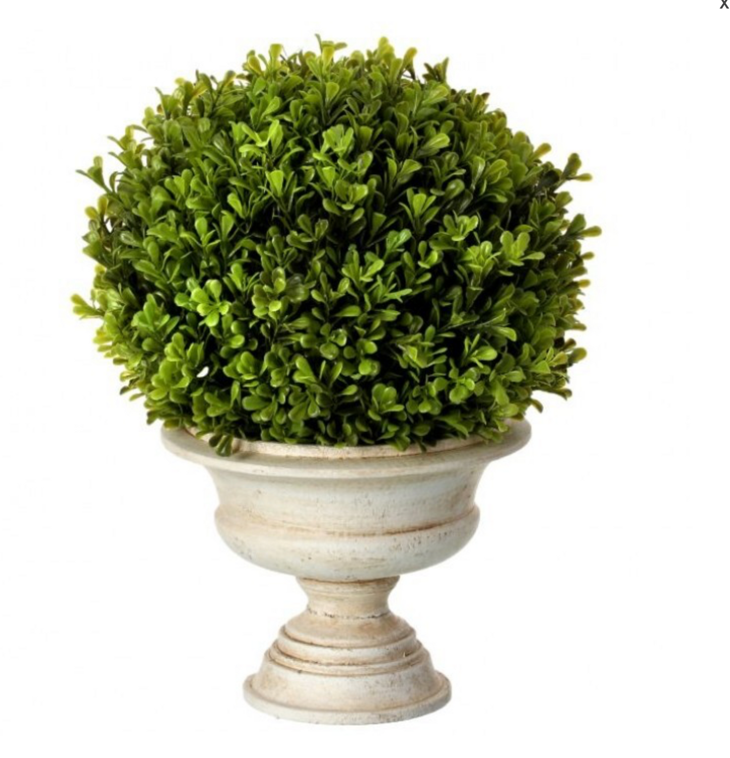 POTTED SPRING BOXWOOD BALL IN URN 16"