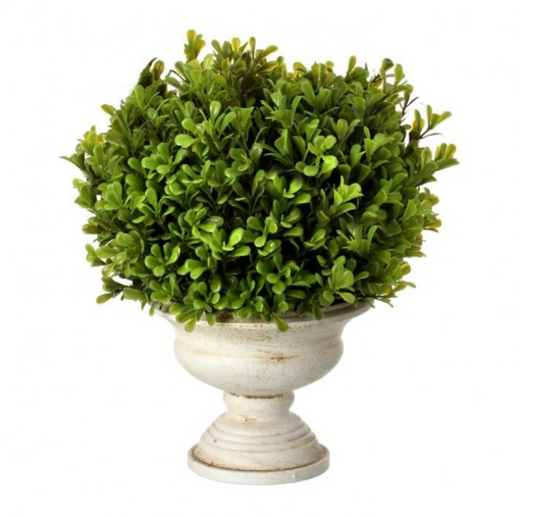 POTTED SPRING BOXWOOD BALL IN URN 11"