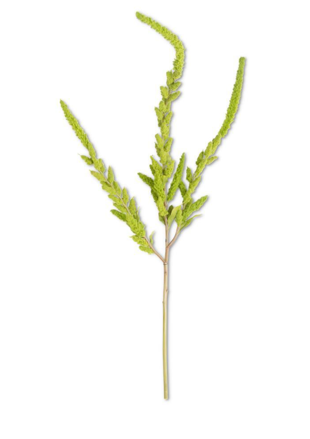 37" Green Amaranthus Stem