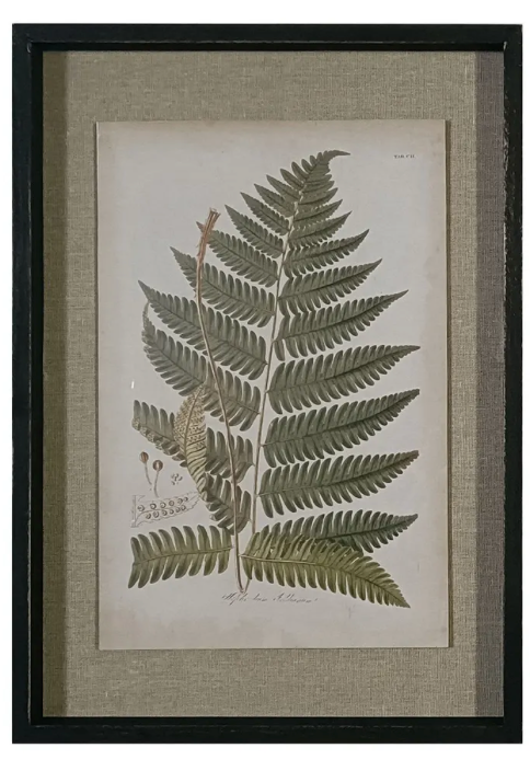 Fern Botanical Print