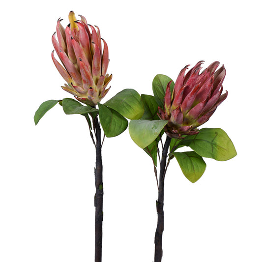 28" Protea