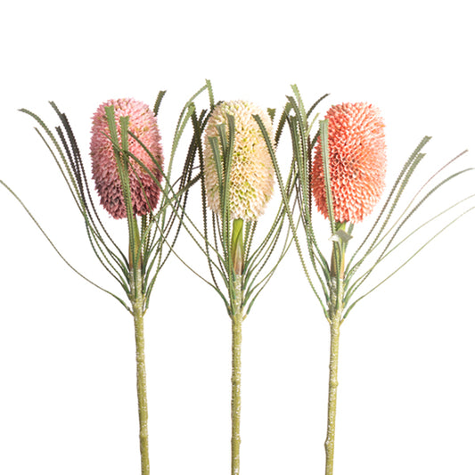 27" Banksia
