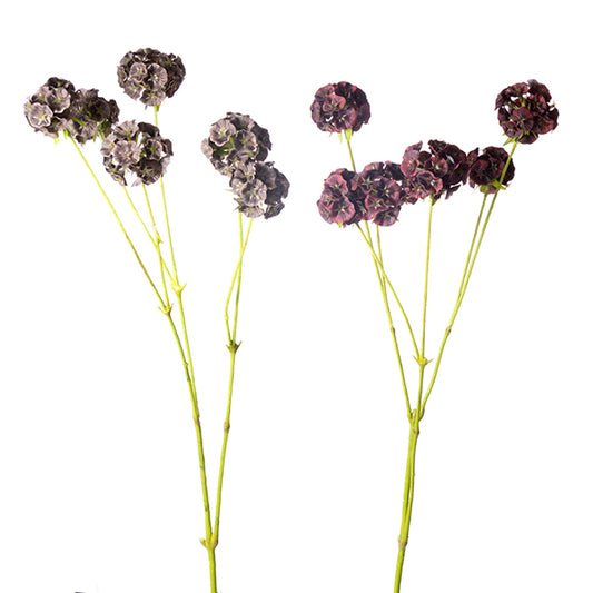27" ALLIUM