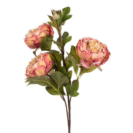 25" LG PEONY (DR) ROSE