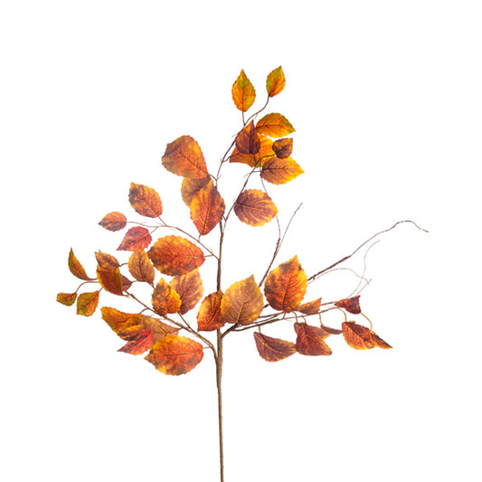36" BEECH SPR FALL