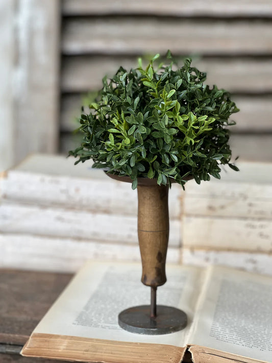 New England Boxwood Half Sphere | 7"